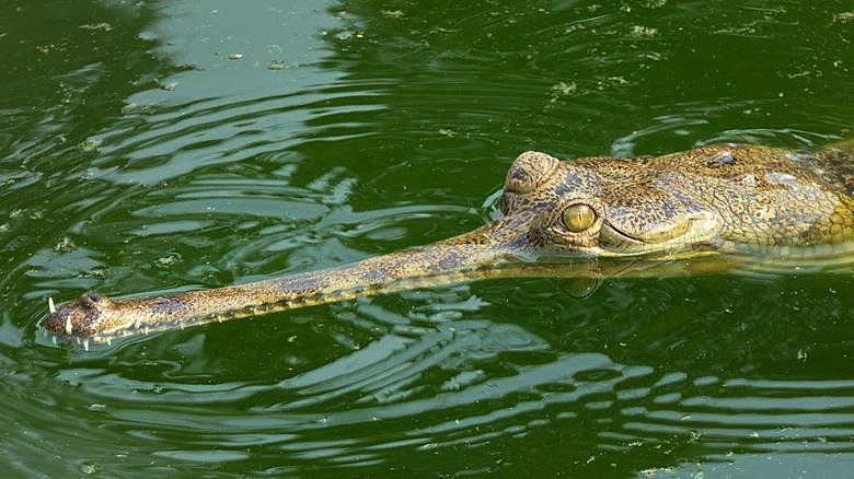A gharial in Chitwan National Park.