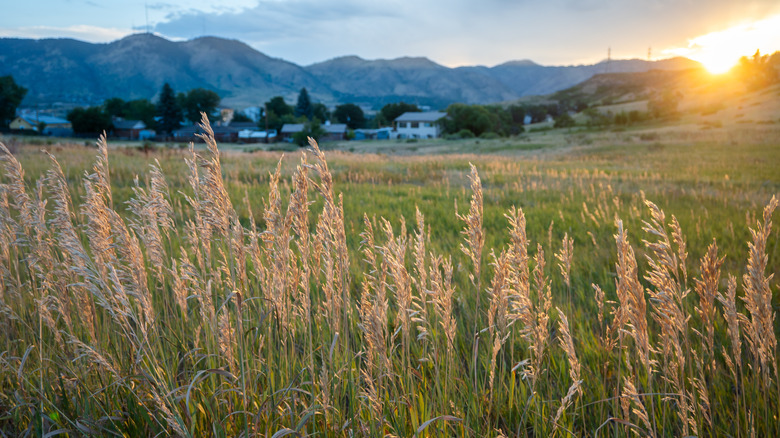 Golden hour in Golden, Colorado beneath South Table Mountain
