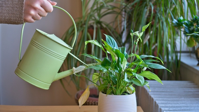 A hand holds a pitcher and waters a household plant.
