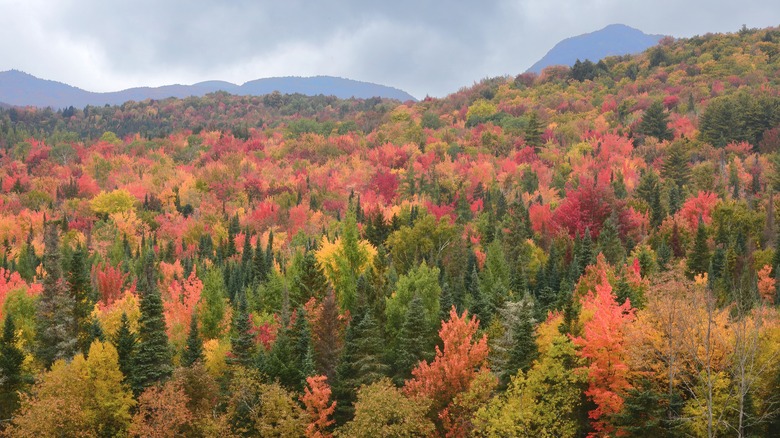 White Mountain National Forest during fall