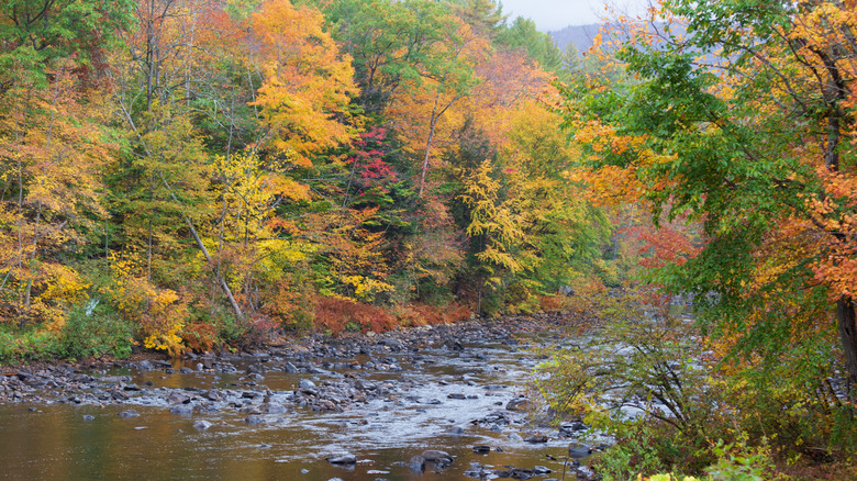 beautiful water landscape and forest view at Speculator, New York