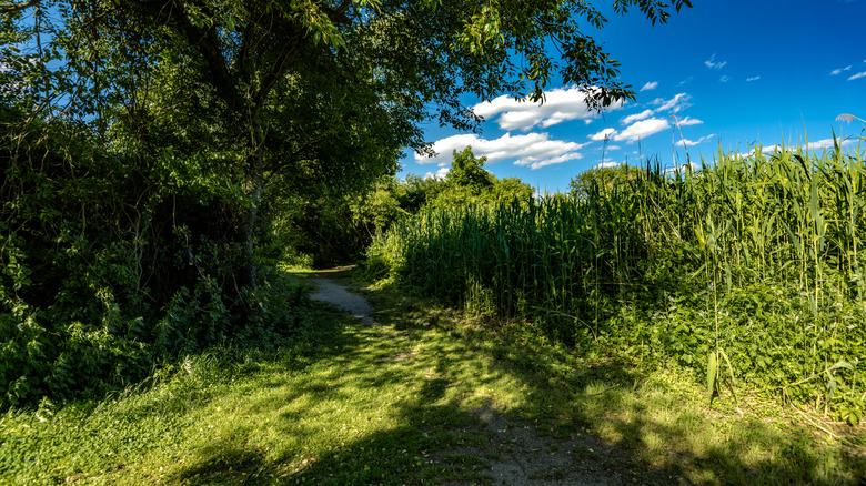 A view of the Millstone Trail towards the Dead Horse Bay off the Barren Island/Floyd Bennett Field