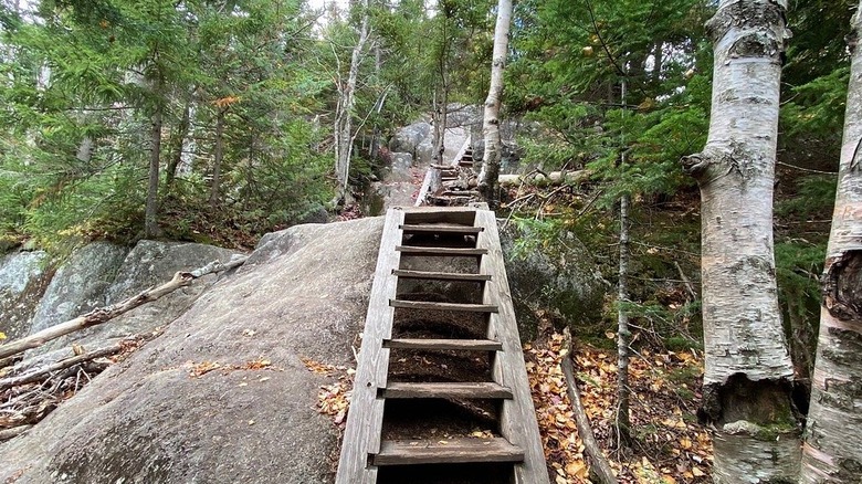 wooden stairs ascending rocks in a forest
