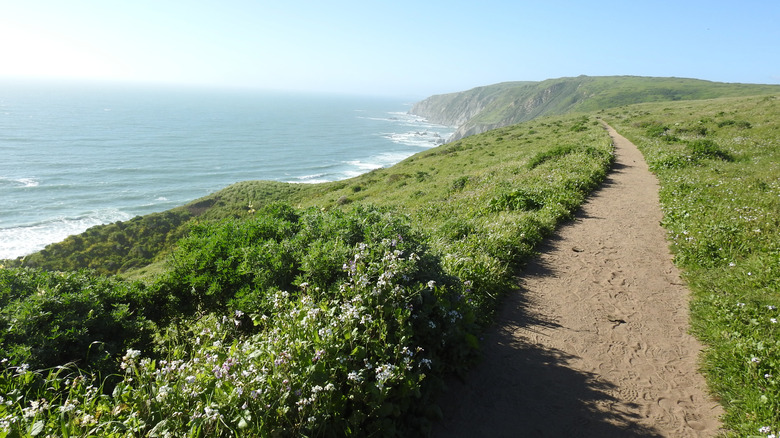 A scenic photo of Point Reyes from a hiking path along the Point Reyes National Seashore