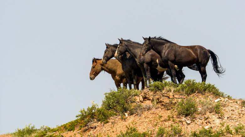 Wild mustangs in Theodore Roosevelt National Park