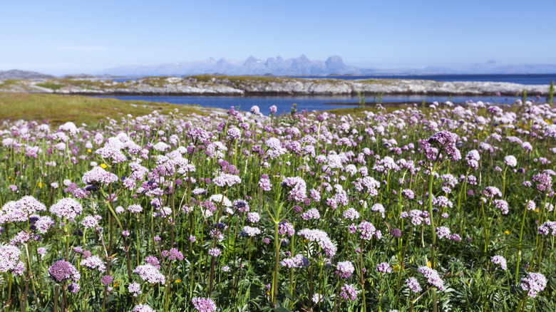 Flowers march to the seaside on the Helgeland coast, Norway