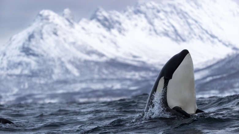 Orca spyhopping in the waters near Tromsø in front of wintery peaks