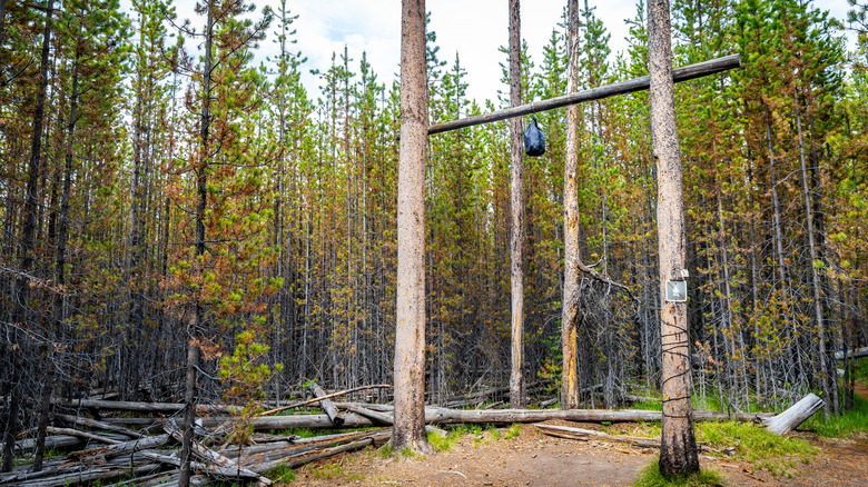 Food hanging from a bear pole at a backcountry campsite in Yellowstone National Park