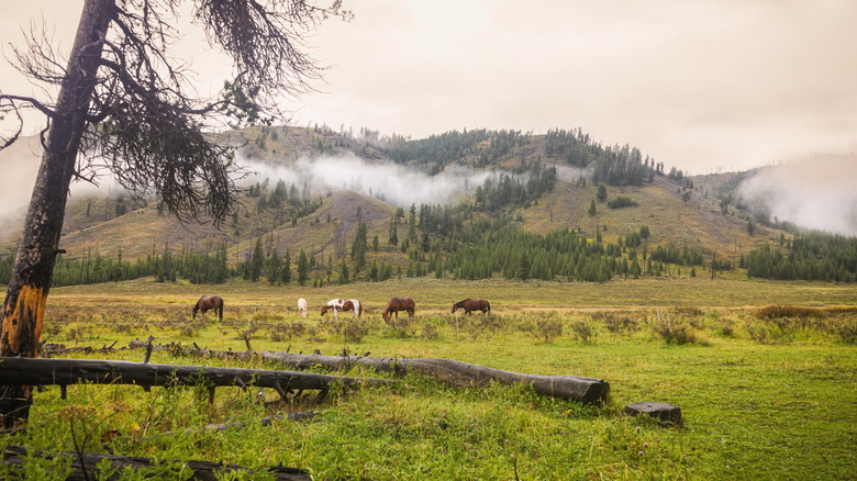 Horses grazing in the backcountry in Yellowstone National Park