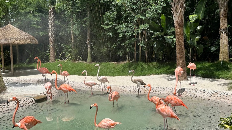 Flamingos at Discovery Cove standing in shallow water