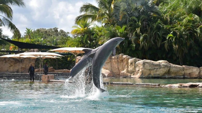 Dolphins jumping out of the water at Discovery Cove