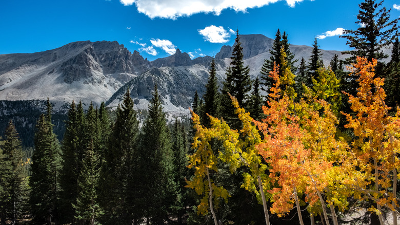 fall foliage with mountains in background on a sunny day