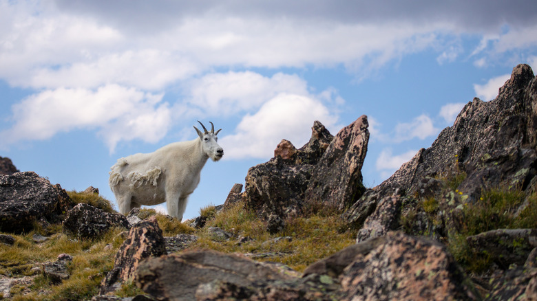 A mountain goat at Beartooth Pass on the Beartooth Highway