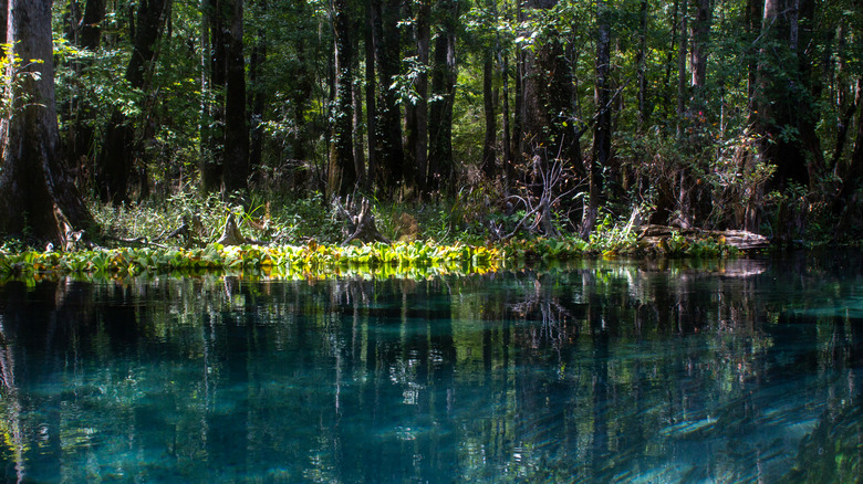 Beautiful blue waters surrounded by trees in Ichetucknee Springs State Park in Florida