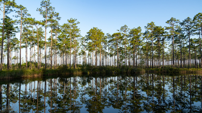 Okefenokee Swamp in Georgia