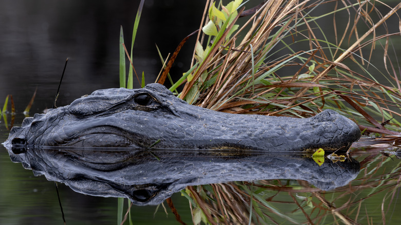 American alligator in Okefenokee Swamp in Georgia