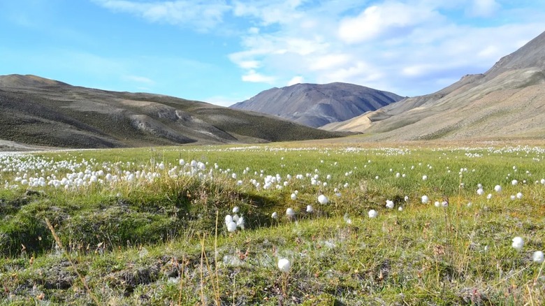A field with white wildflowers below brown and green hills and a sunny sky in Quttinirpaaq National Park, Nunavut, Canada