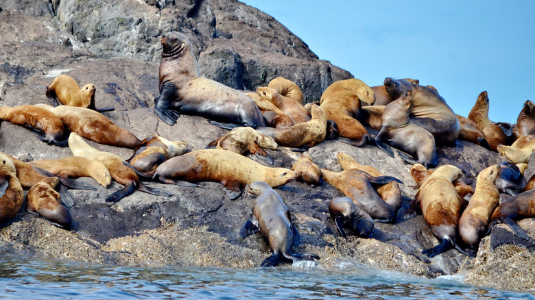 Steller sea lions at their rookery in Gwaii Haanas National Park Reserve, Haida Gwaii, British Columbia, Canada