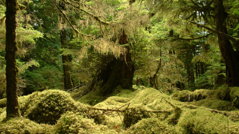 Mossy forest and stumps bathed in soft light. Location: Windy Bay, Gwaii Haanas National Park, British Columbia, Canada