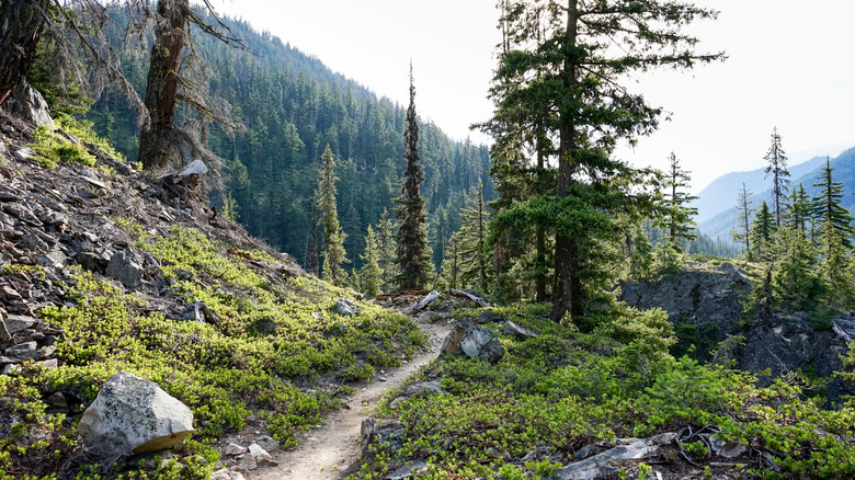 Enjoy ancient forest trees, tall mountains and cool, clear water while hiking Bridge Creek Trail, a section of the Pacific Crest Trail in North Cascades National Park, Washington State, USA