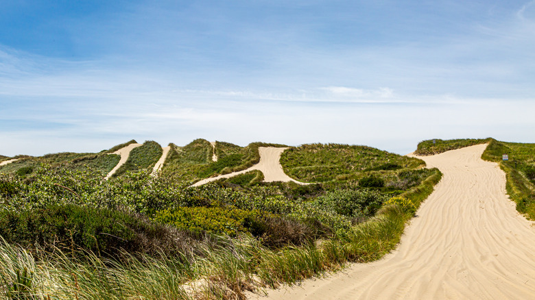 Scenic pathways and trails in Oregon Dunes National Recreation Area