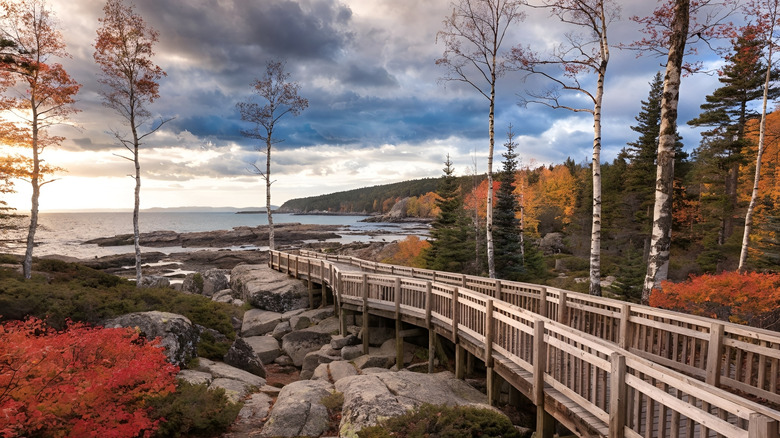 the Jesup Trail Boardwalk in Acadia National Park in the fall