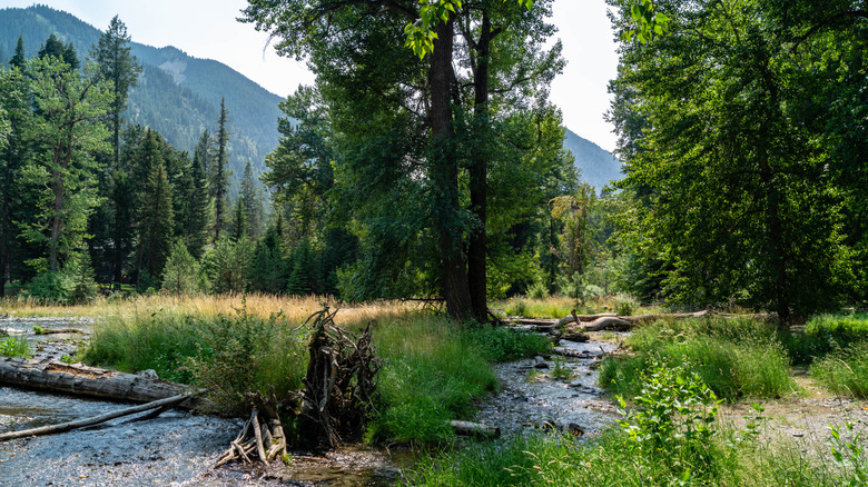 Trees and a lush mountain in Wallowa Lake State Park, Oregon