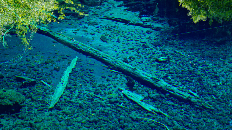 Submerged trees in the blue waters at Clear Lake in Oregon
