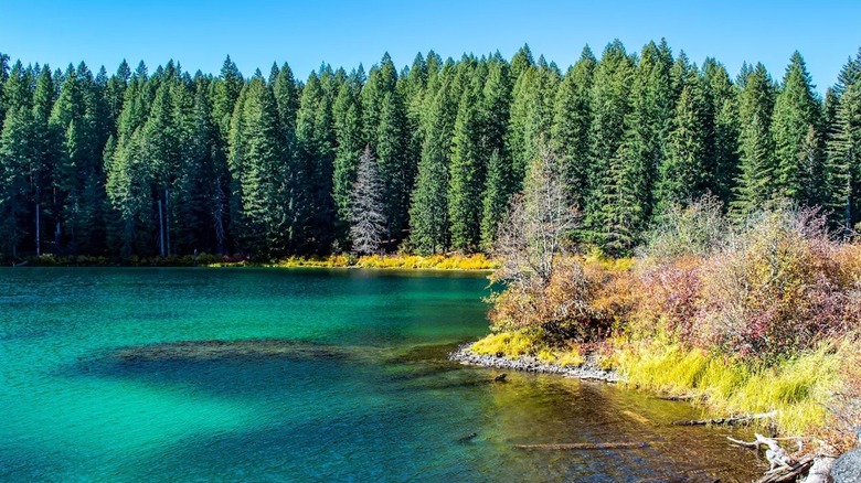 The emerald waters of Clear Lake surrounded by pine trees and colorful brush