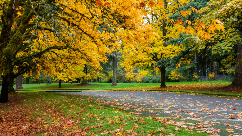 Trees and leaves on the ground on a fall day at Milo McIver State park in Oregon