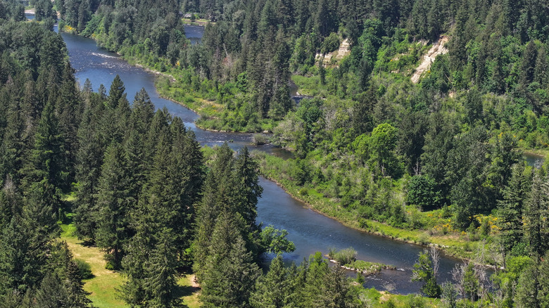 The Clackamas River flowing through Milo McIver State Park, surrounded by trees