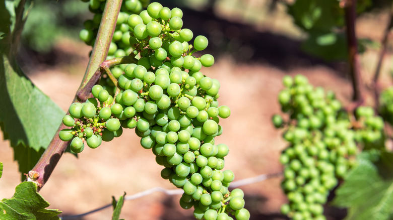A close-up of pinot noir grapes