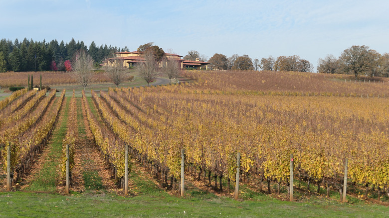 Vineyards near McMinnville, Oregon