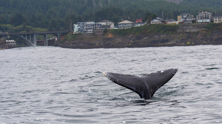 The tail of a gray whale in Depoe Bay, Oregon.
