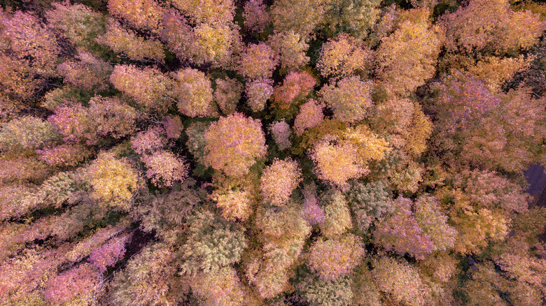 Overhead view of fall foliage in Pelham Bay Park