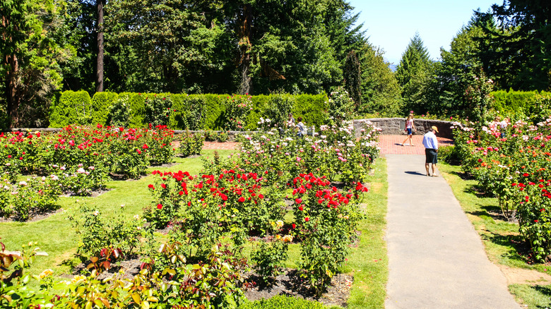 International Rose Test Garden in Washington Park, Portland
