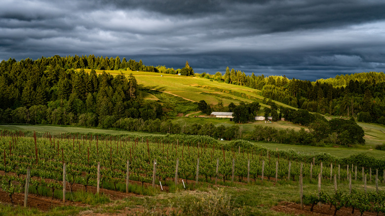 Vineyards in Willamette Valley, Oregon