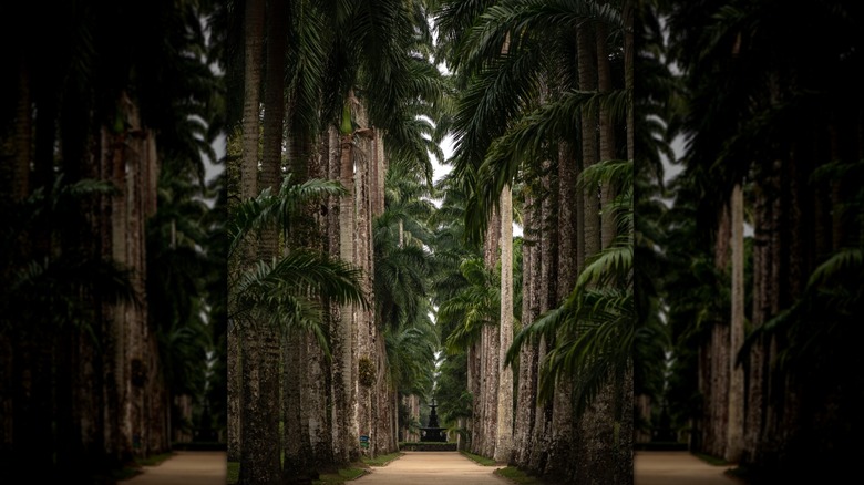 The iconic palms at the Jardim Botânico Rio de Janeiro