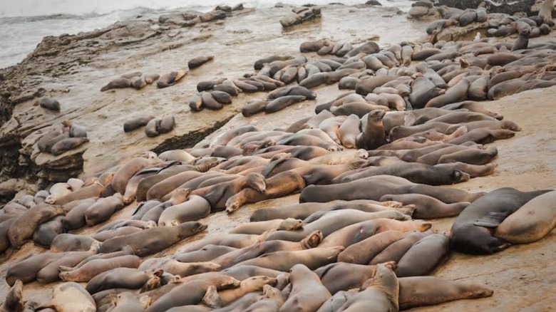 Sea lions resting on the rocks near La Jolla Cove