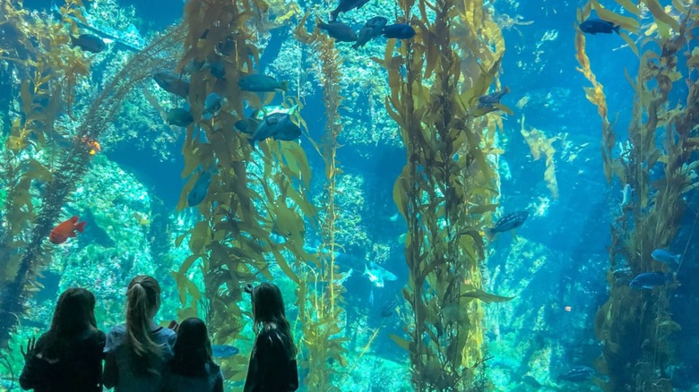 Kids standing in front of a sea kelp exhibit at Birch Aquarium