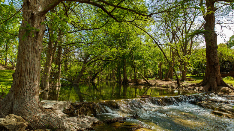 Cypress Creek in Wimberley, Texas surrounded by green trees.