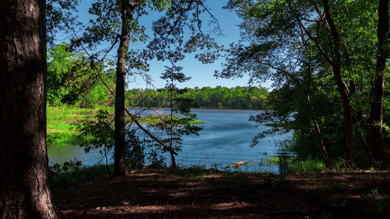 A lake framed by shadowed trees in Huntsville State Park in Huntsville, Texas