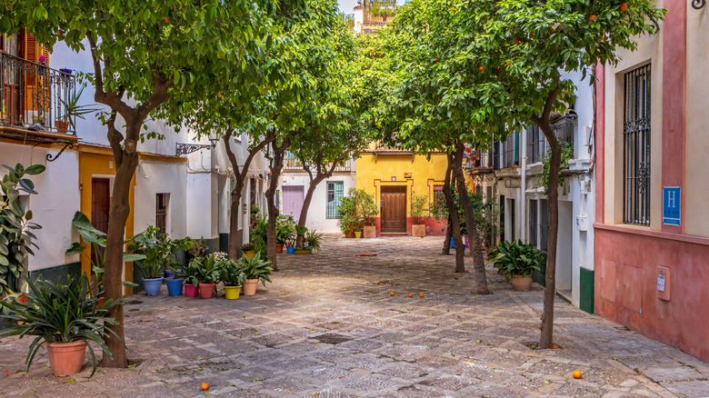 A treelined street in the Santa Cruz neighborhood in Seville