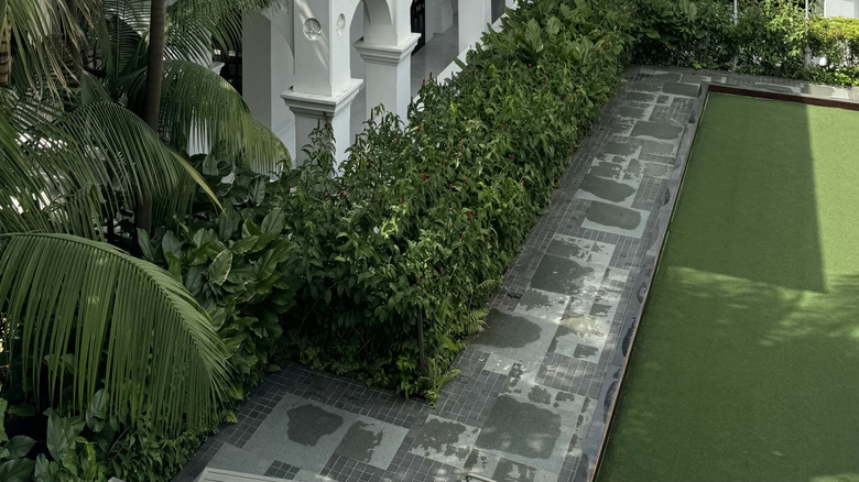View of Raffles Hotel Singapore surrounded by palm trees