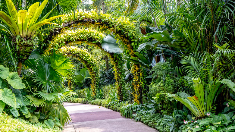 Golden Lady arches surrounded by jungle foliage at the Singapore Botanic Gardens
