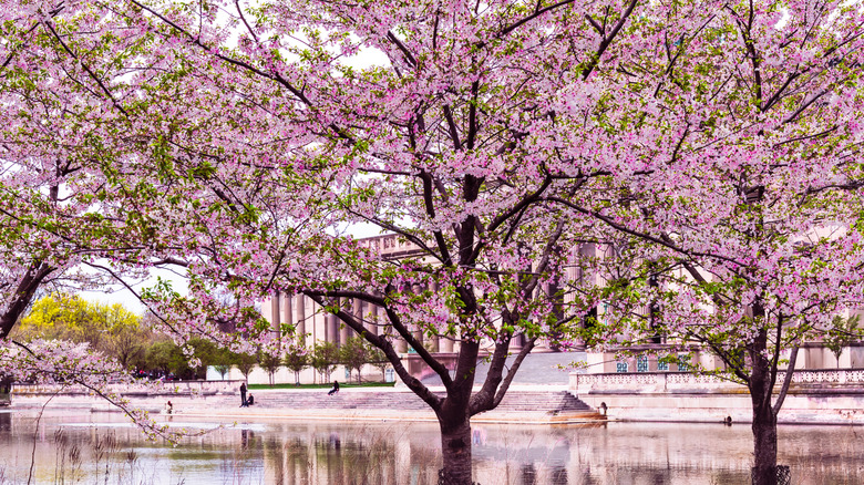 A beautiful view captures Chicago's Cherry Blossom on a sunny spring afternoon in Jackson Park, Illinois, USA. The landscape features the Museum of Science and Industry, sakura, trees and people