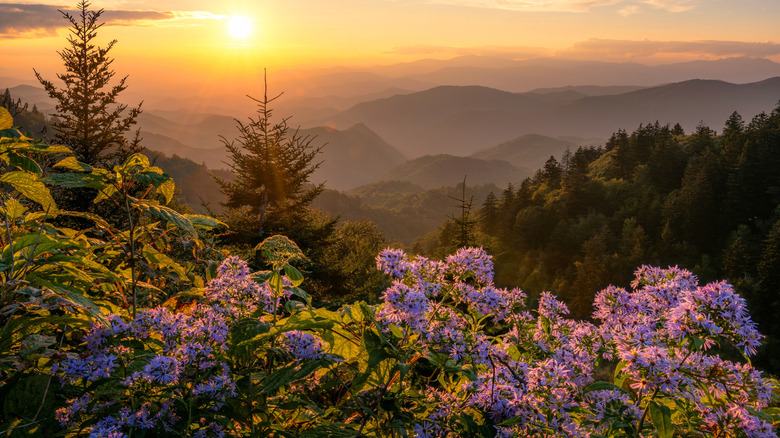 A scenic summer sunset over wild aster flowers in the Great Smoky Mountains National Park, Tennessee.