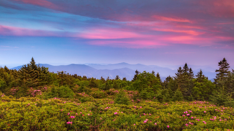 Rhododendrons blooming in the Roan Highlands