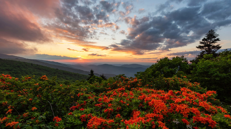 Blooming flame azalea along the Appalachian Trail at Roan Mountain
