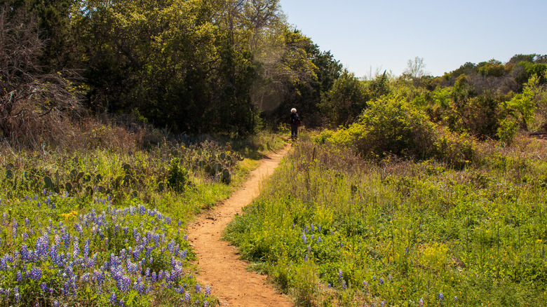 A sliver-haired senior walking on the footpath enjoying the wildflowers and Texas bluebonnets along the way at a state park in the Texas